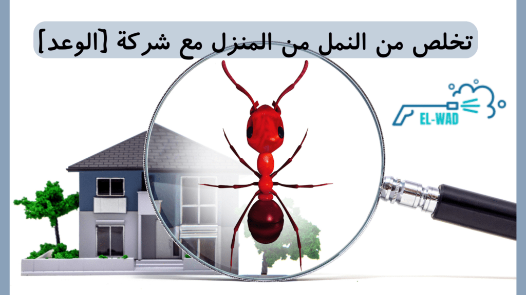 شركة الوعد لمكافحة النمل